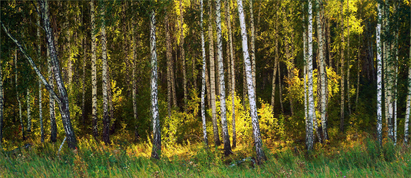 БЕРЁЗОВАЯ РОССИЯ или РОССИЯ БЕРЁЗ #2