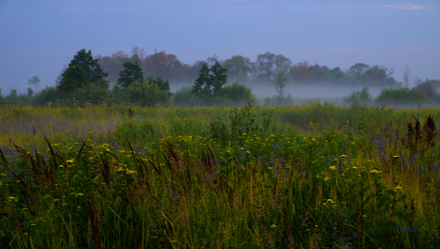 Утренний луг.