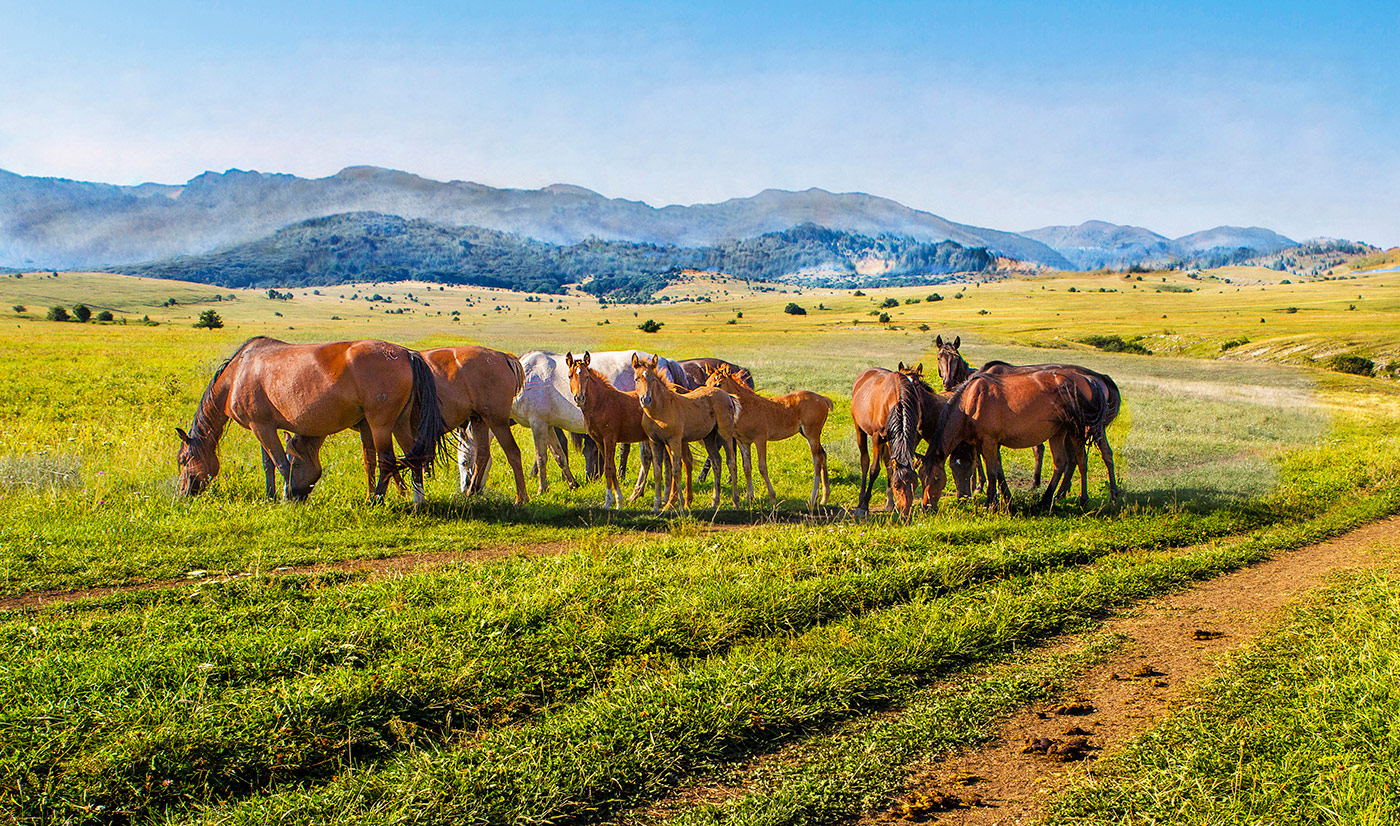 Бдительное око