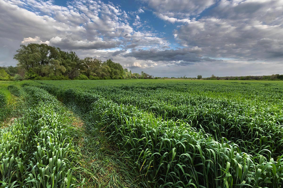 Майская озимка