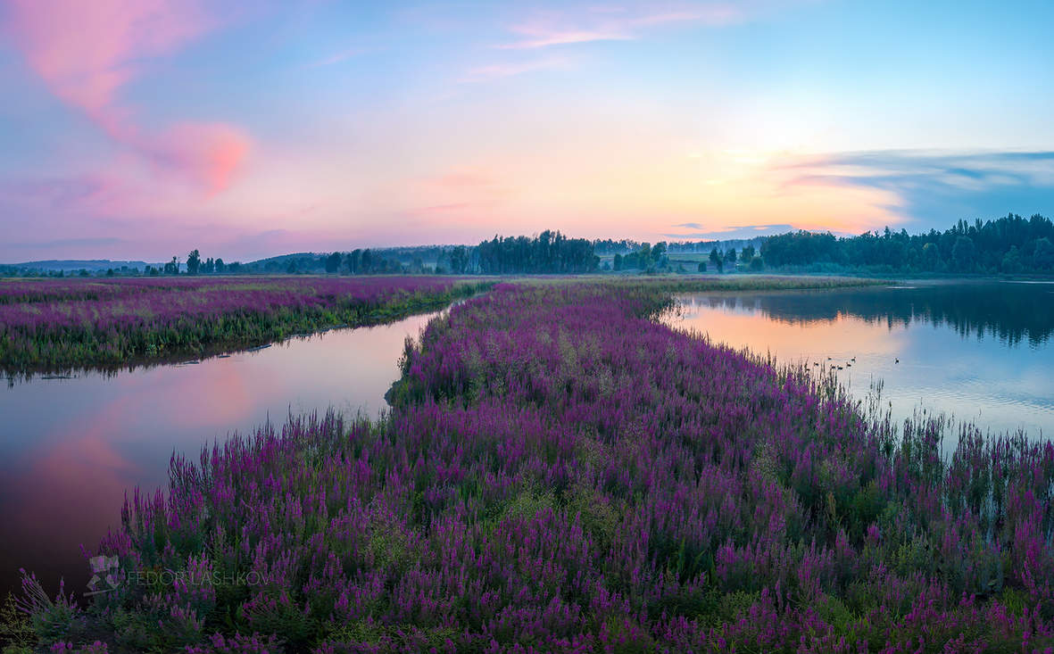 Дорога цветов