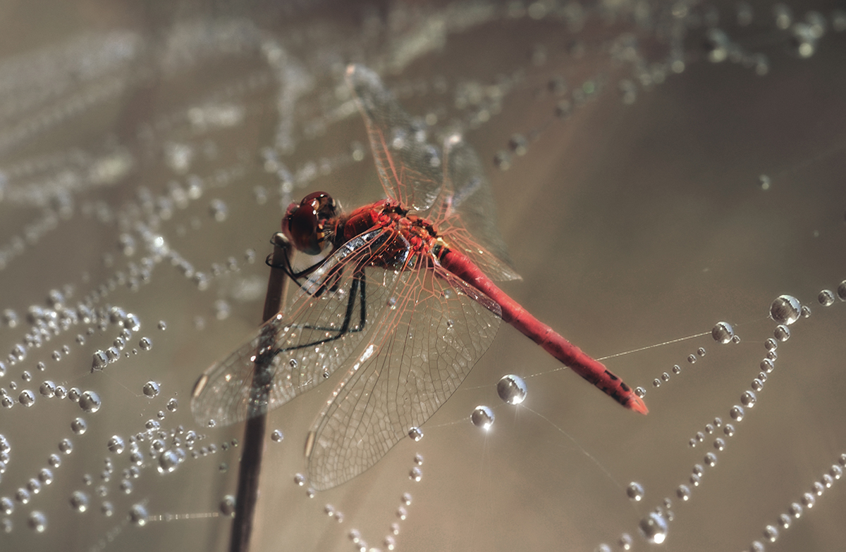 Я люблю тебя планета..