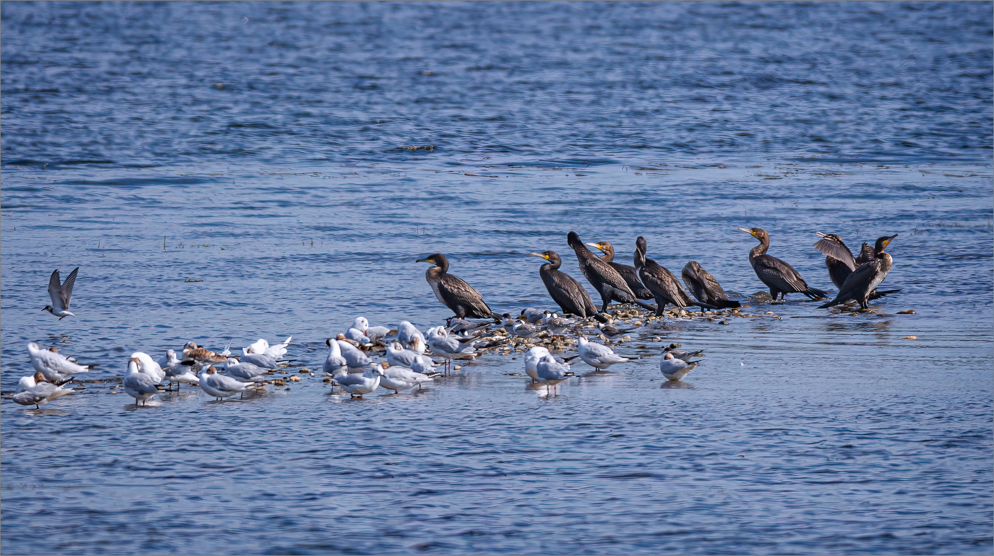 Отмель на Немане