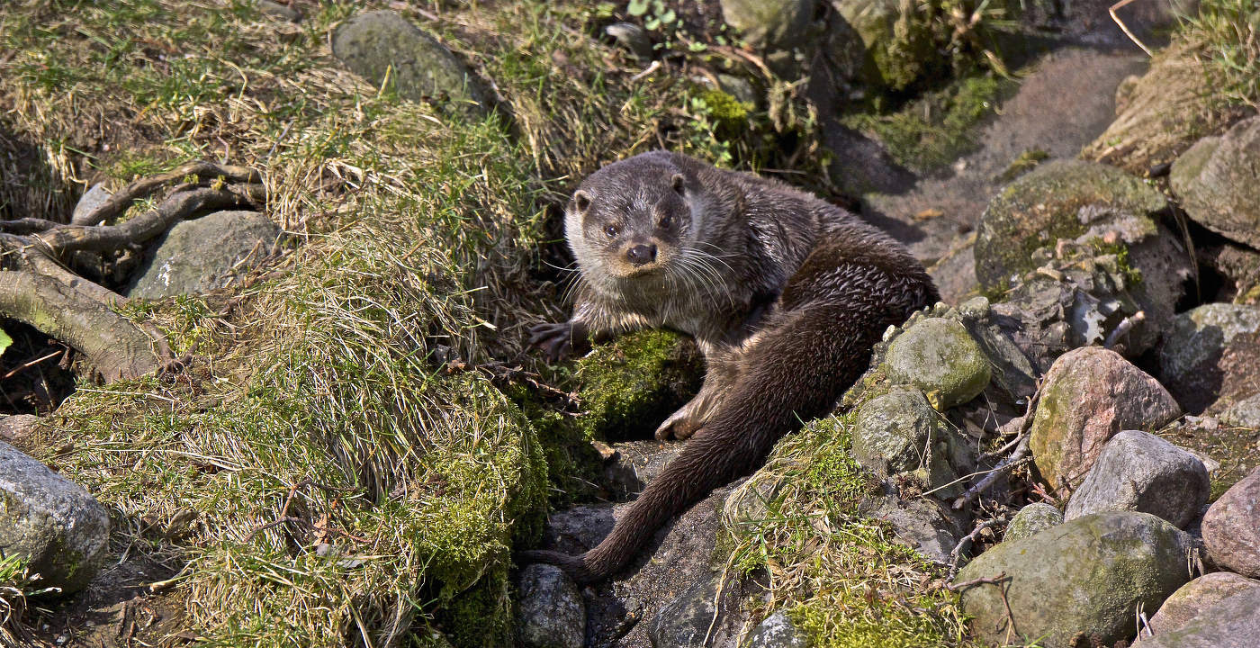 Сама бдительность и осторожность: Речная выдра