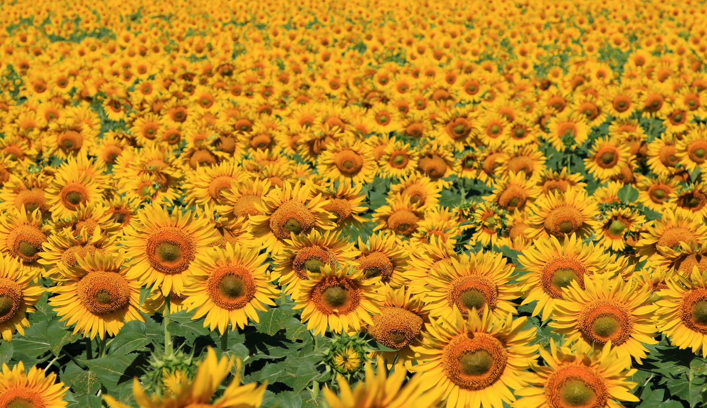 Солнечные цветы