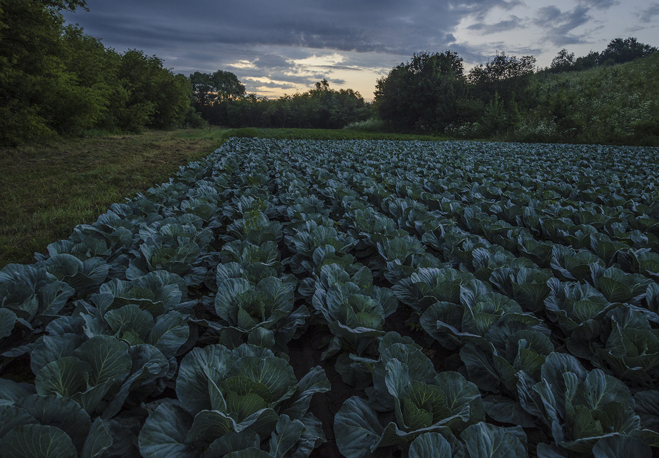 Гром над капустными грядками. Черепянь