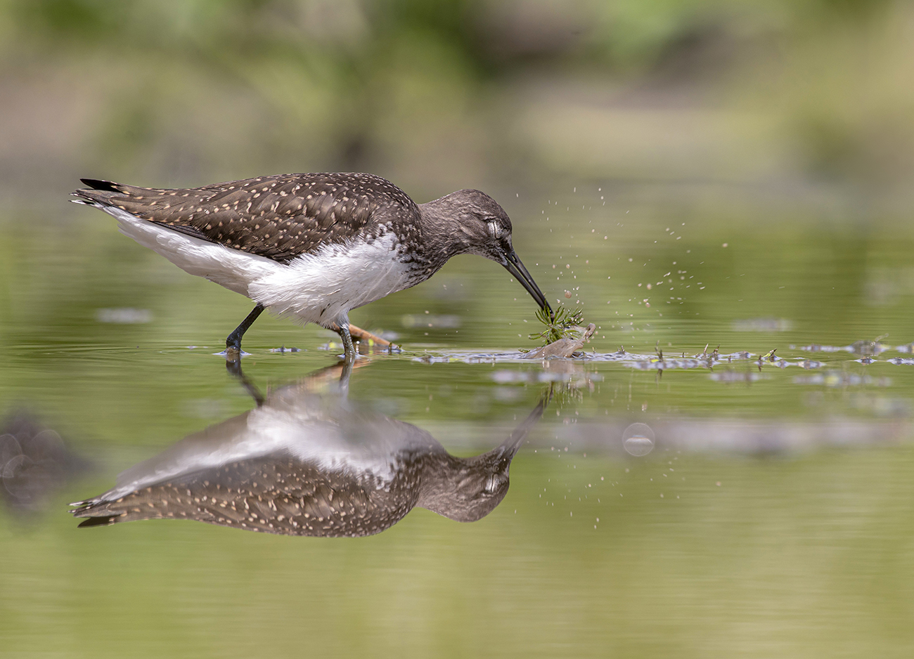 Черныш на обеде