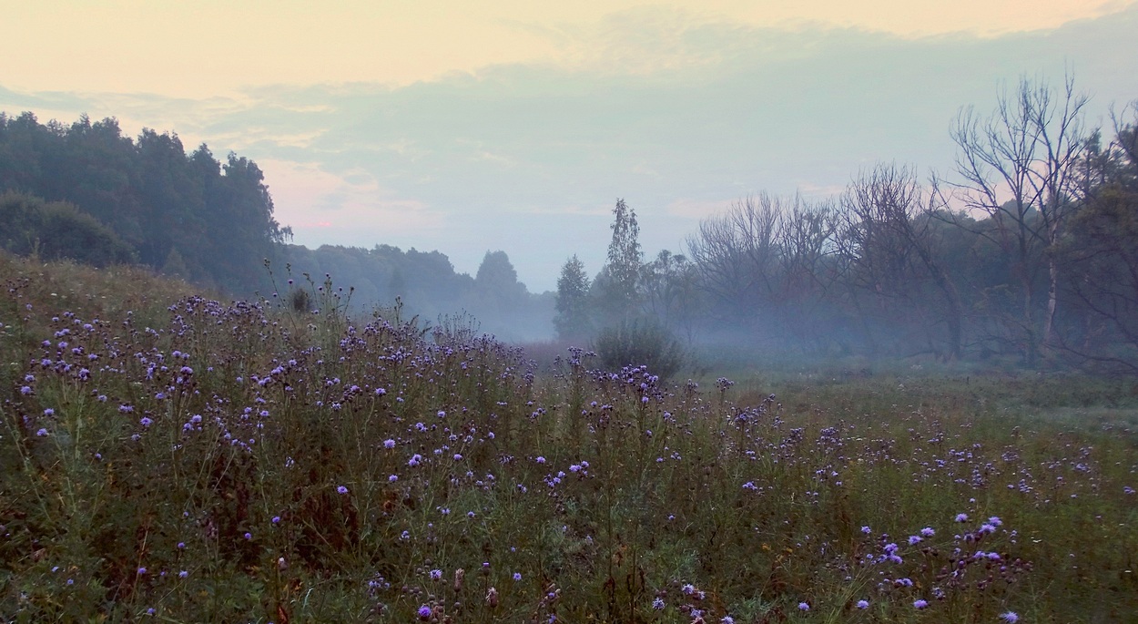 Утром ранним на рассвете
