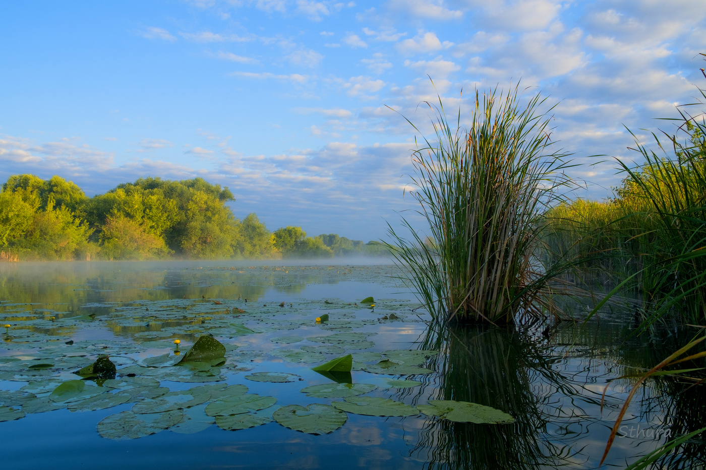Летнее утро.
