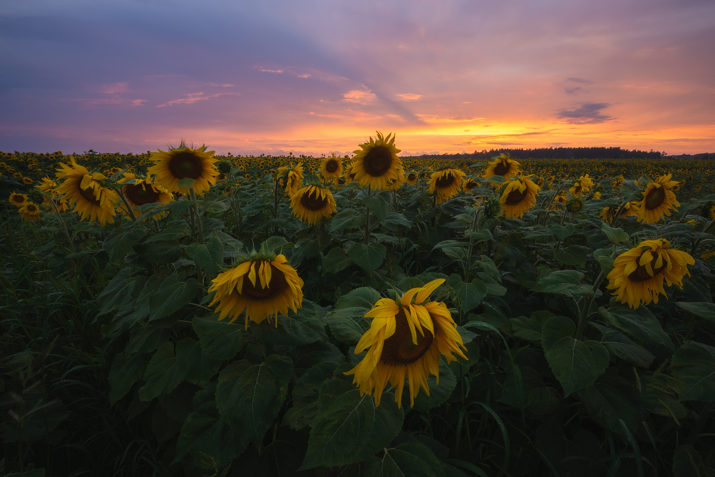 Вечер в поле