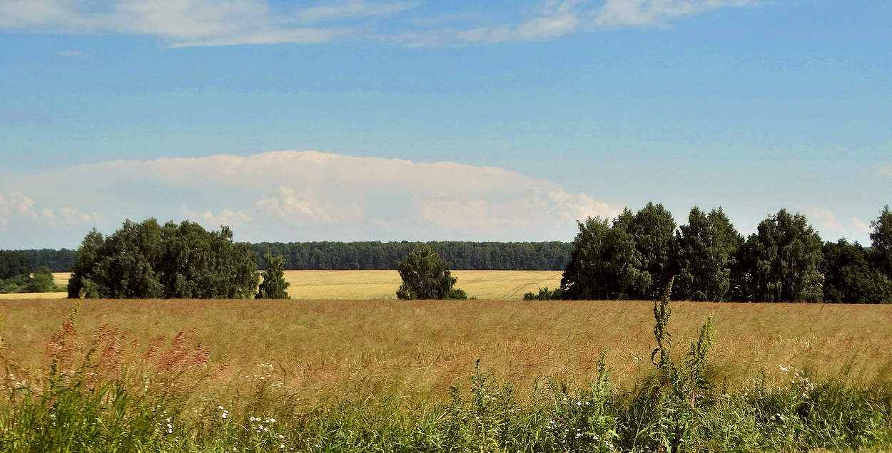 Холмы, перелески, луга и поля