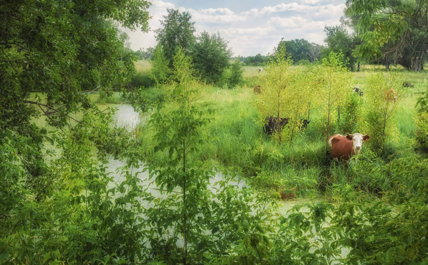 Корова на болотце