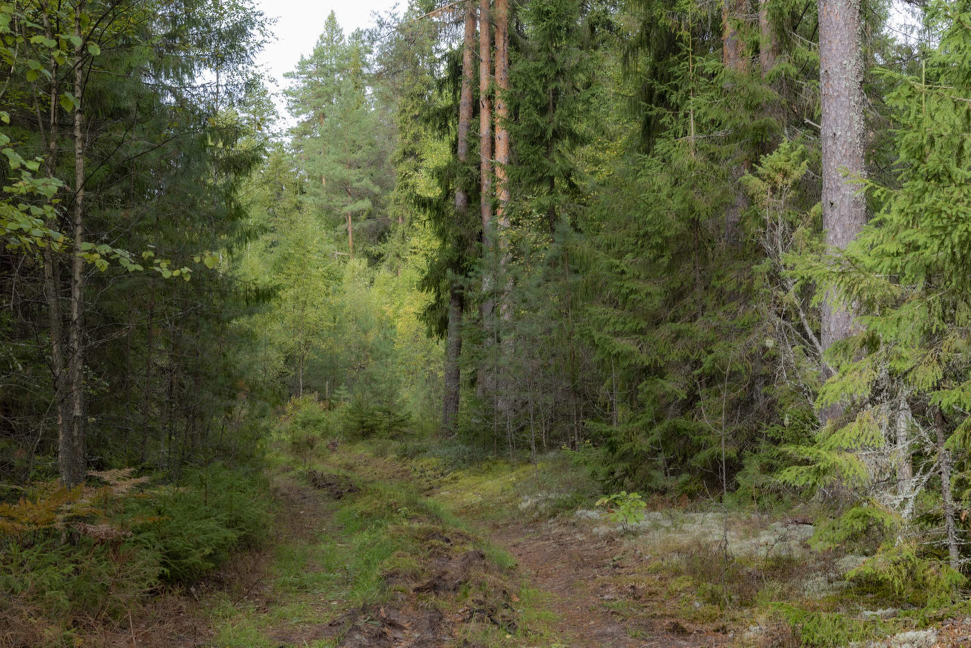 Лесными тропами