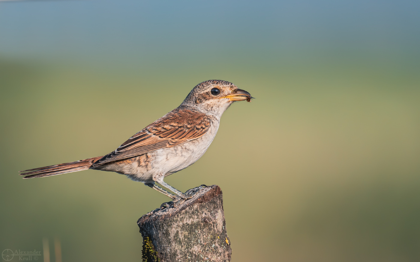 Скромная добыча