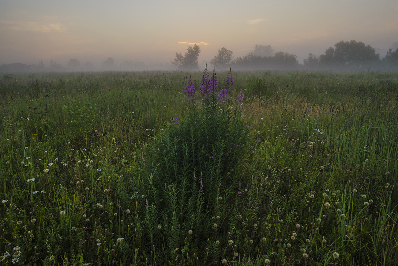 Кипрей. На пороге утра