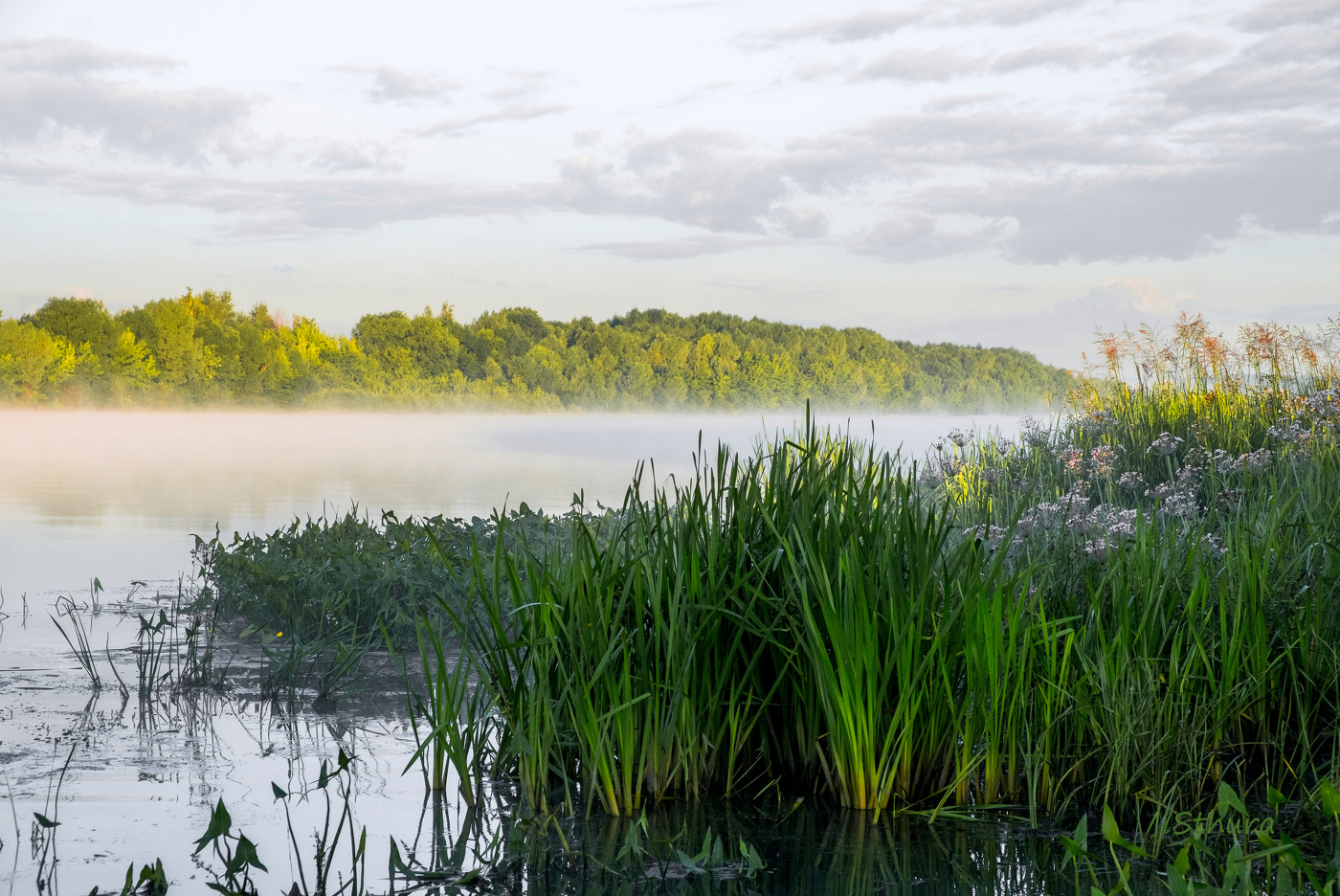 Летнее утро.