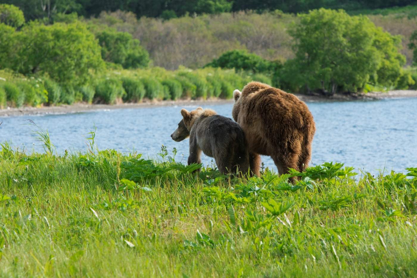 На берегу озера.