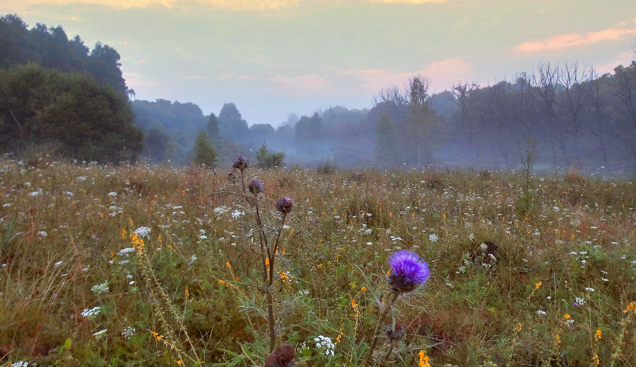 Прекрасное летнее утро