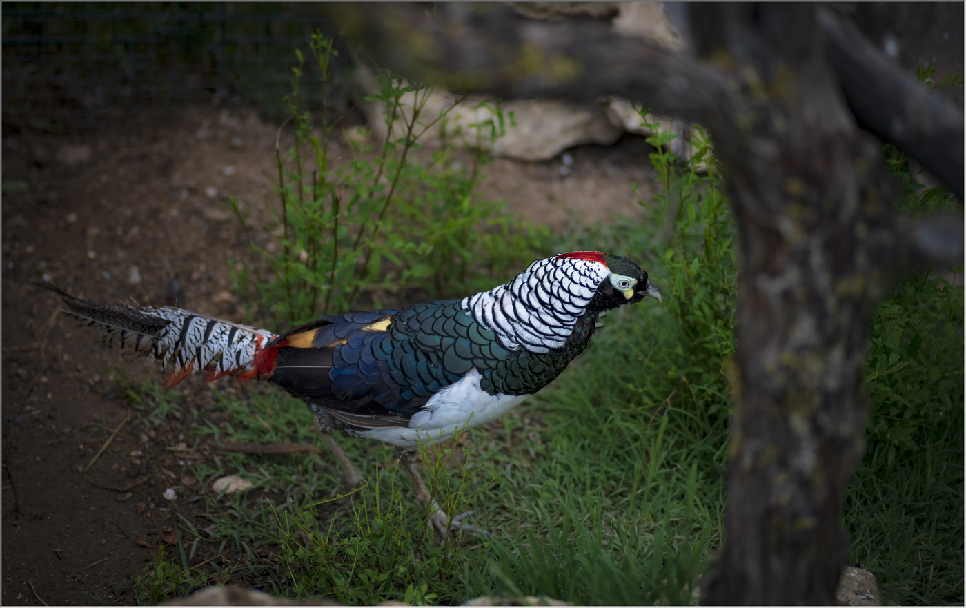 Фазан алмазный