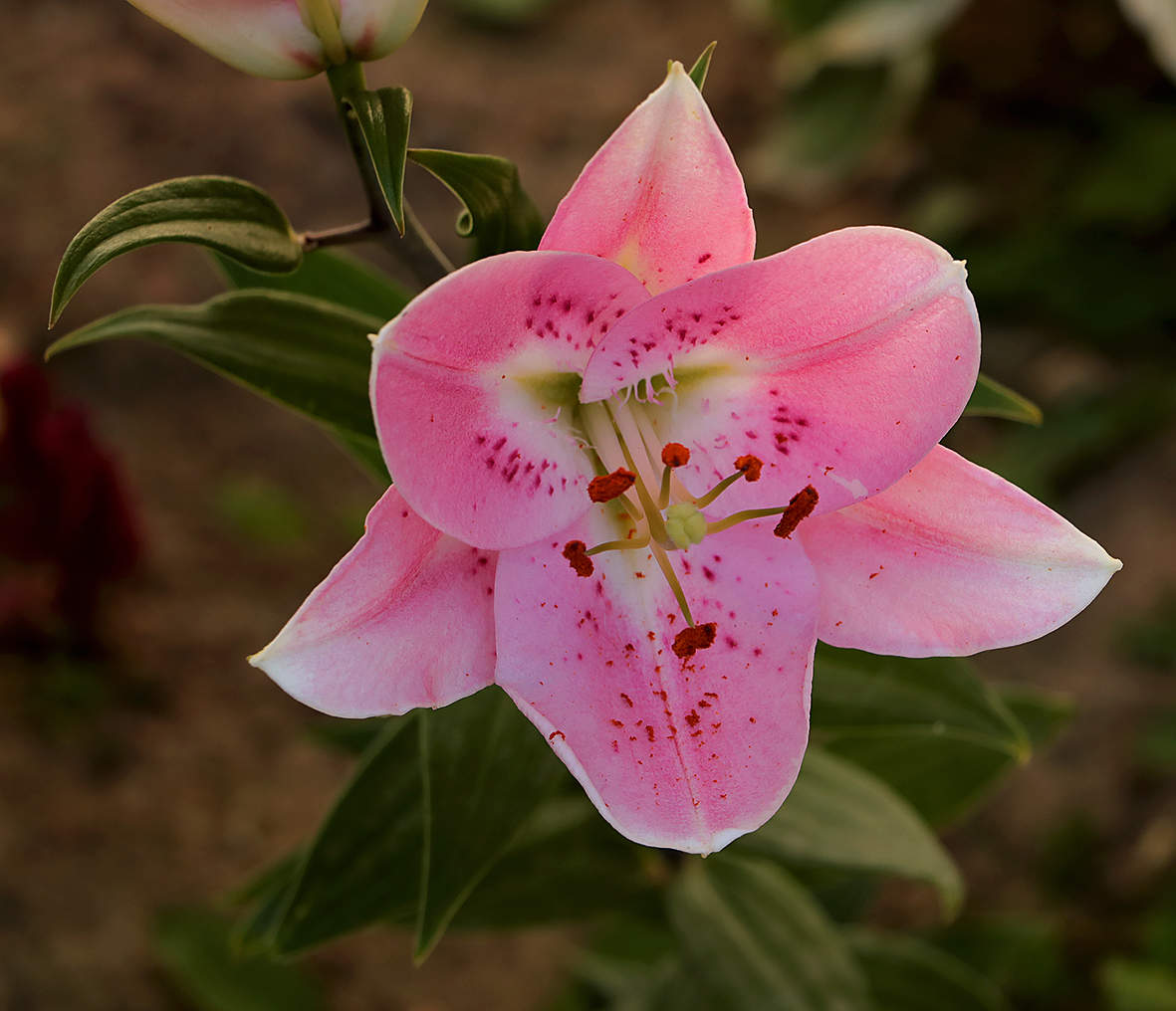 Нежная красотка