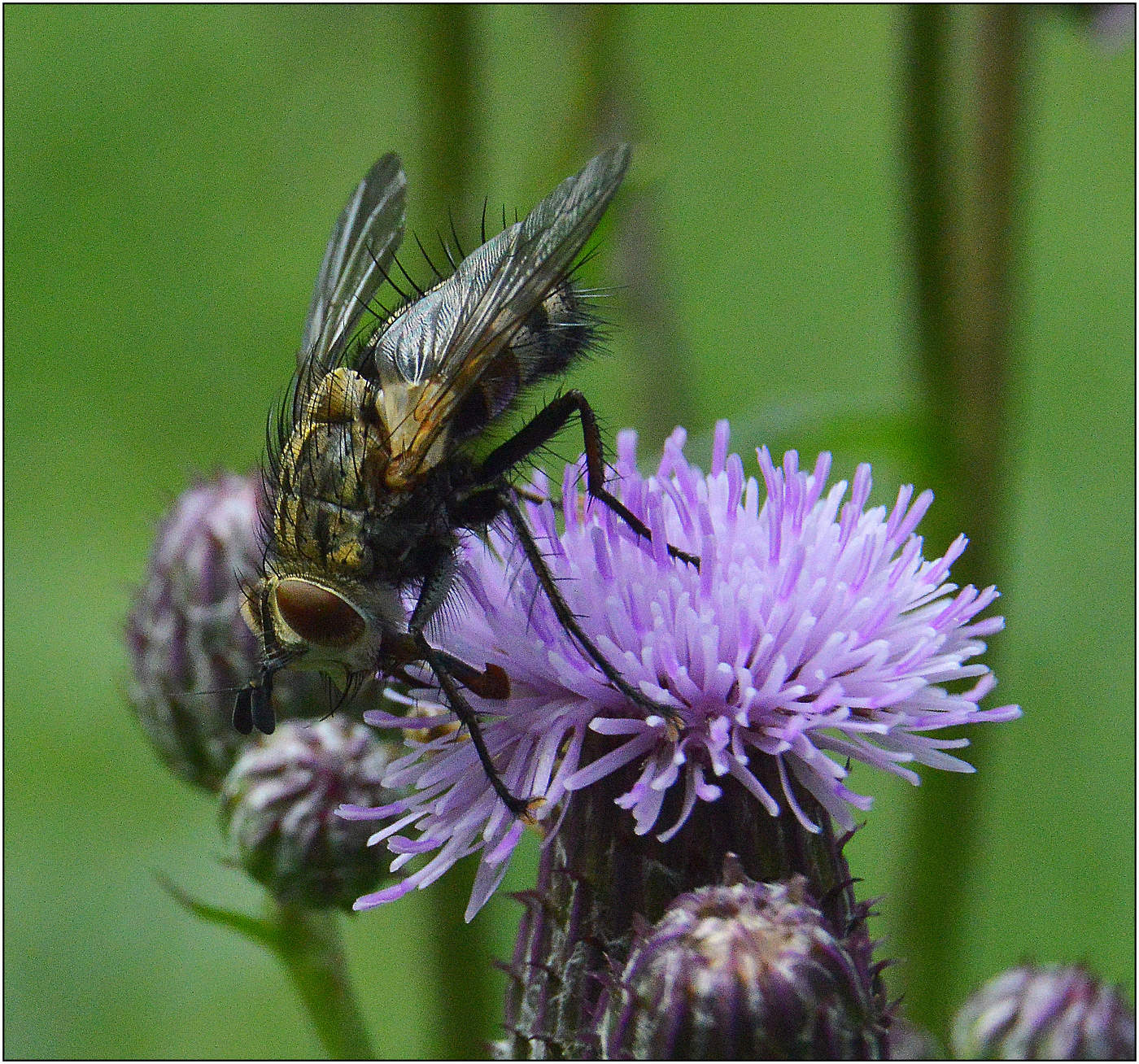 Сладкоежка.