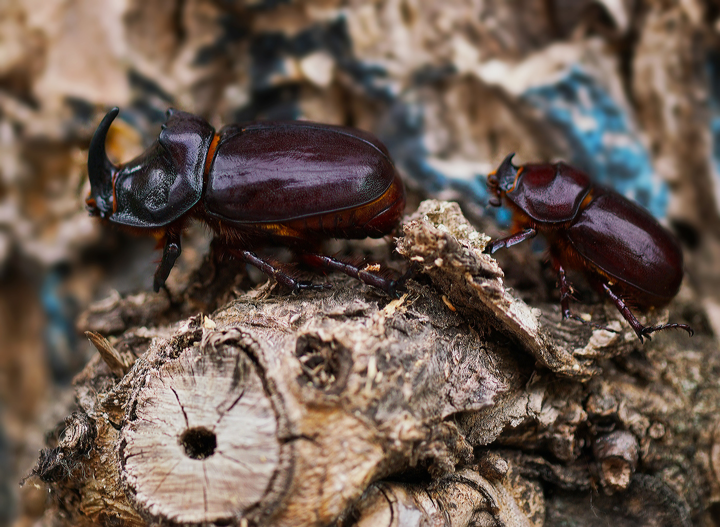 Чета жуков носорогов