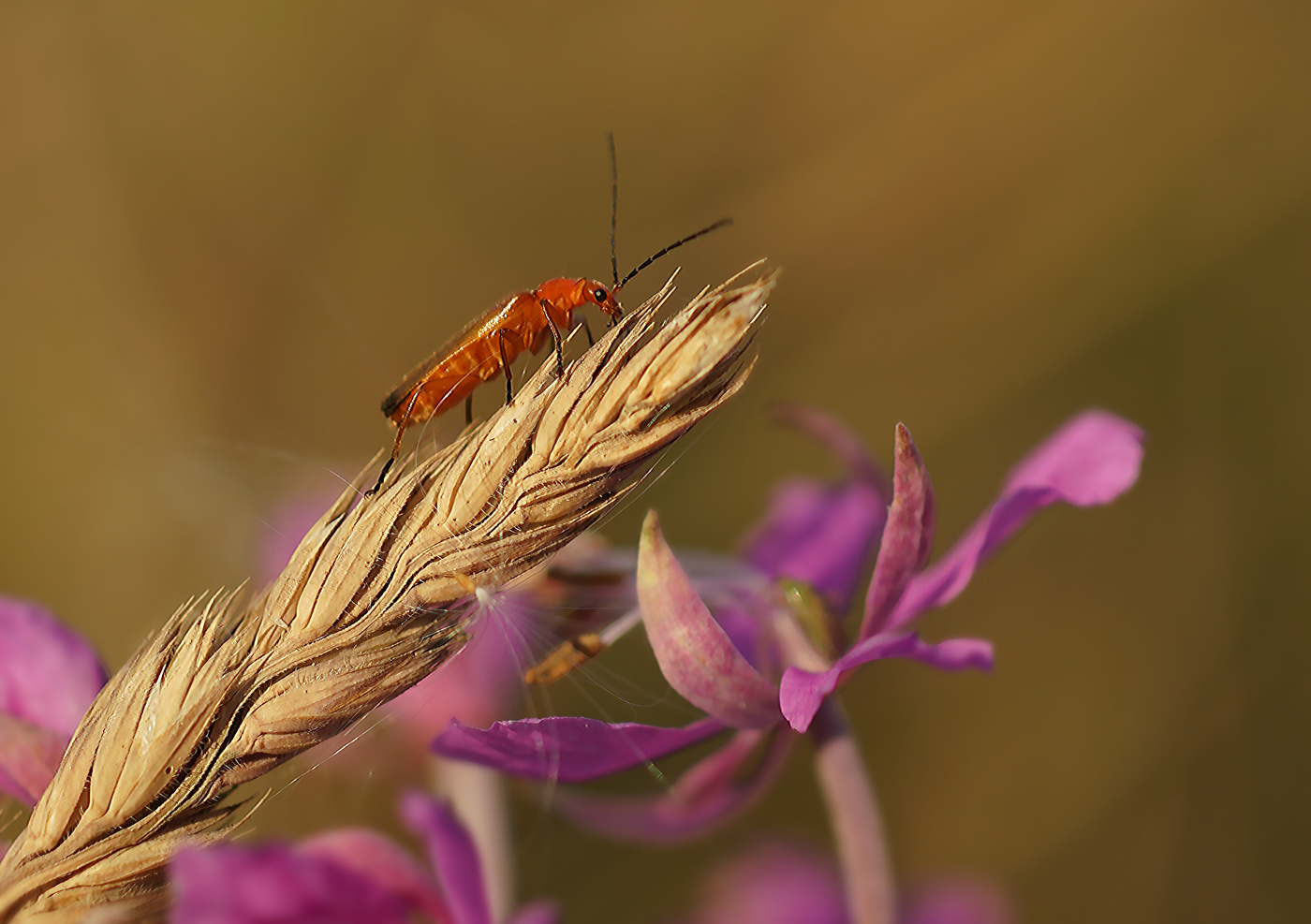 По тонкому колоску