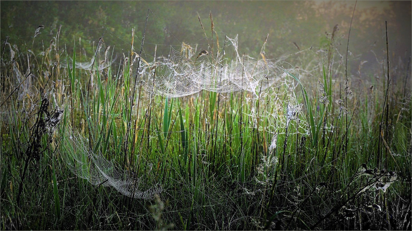 Паучье царство