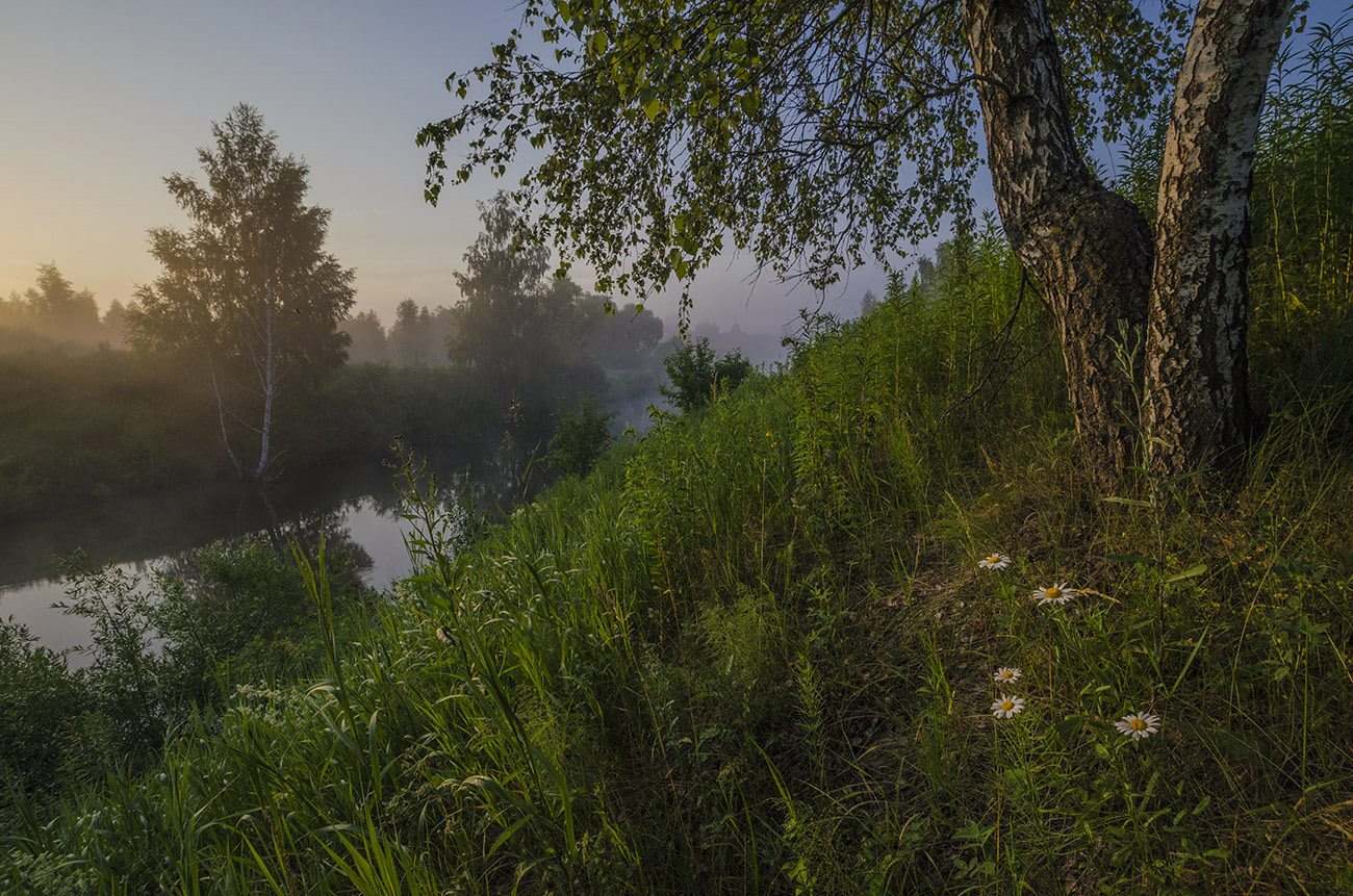 Ромашки на склоне