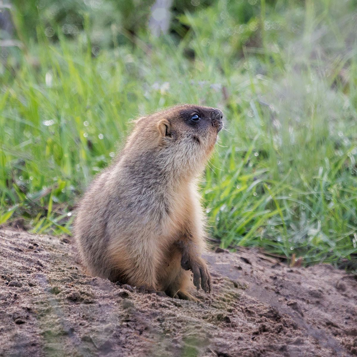 Дневной дозор