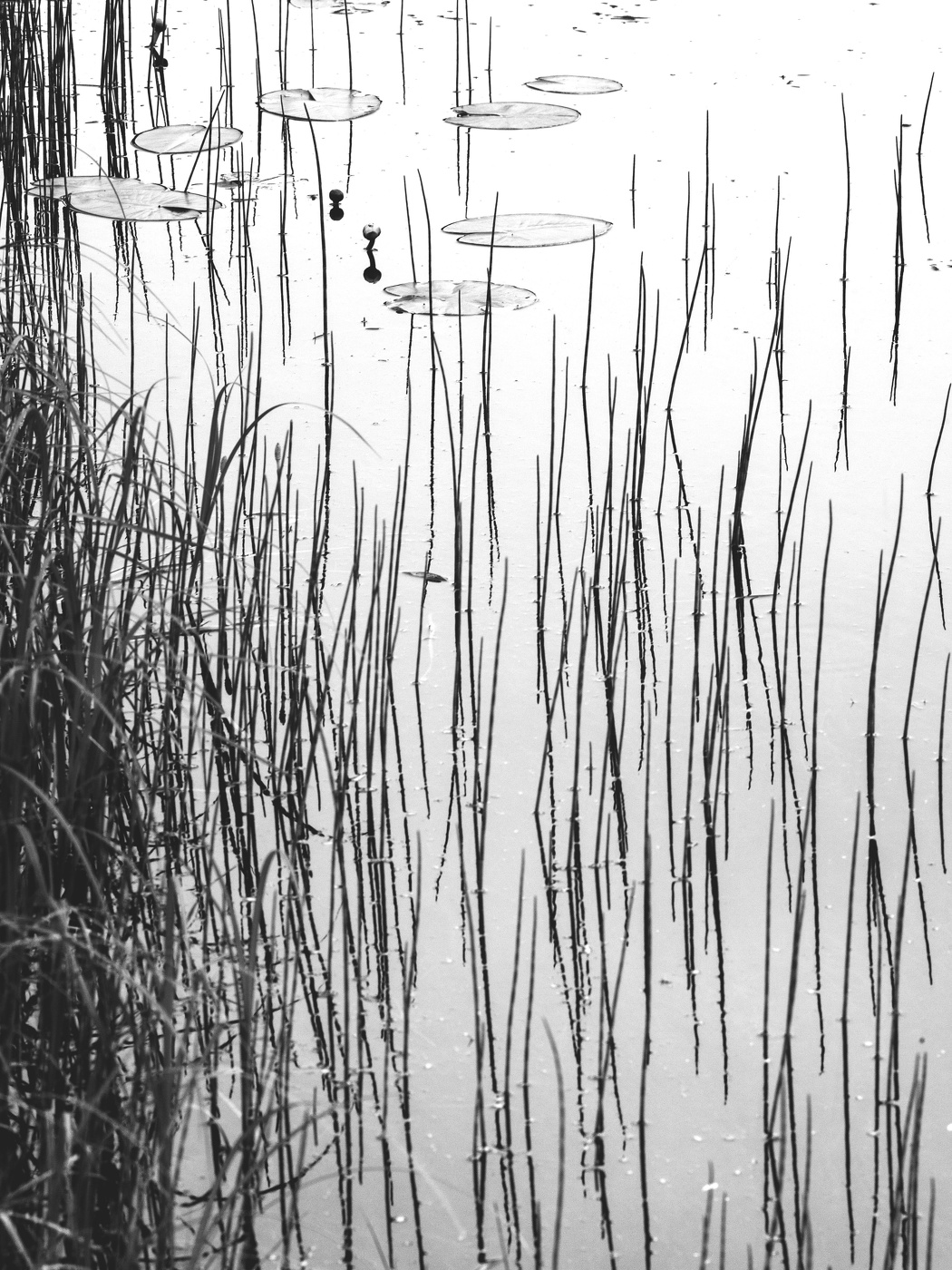 Жизнь вокруг