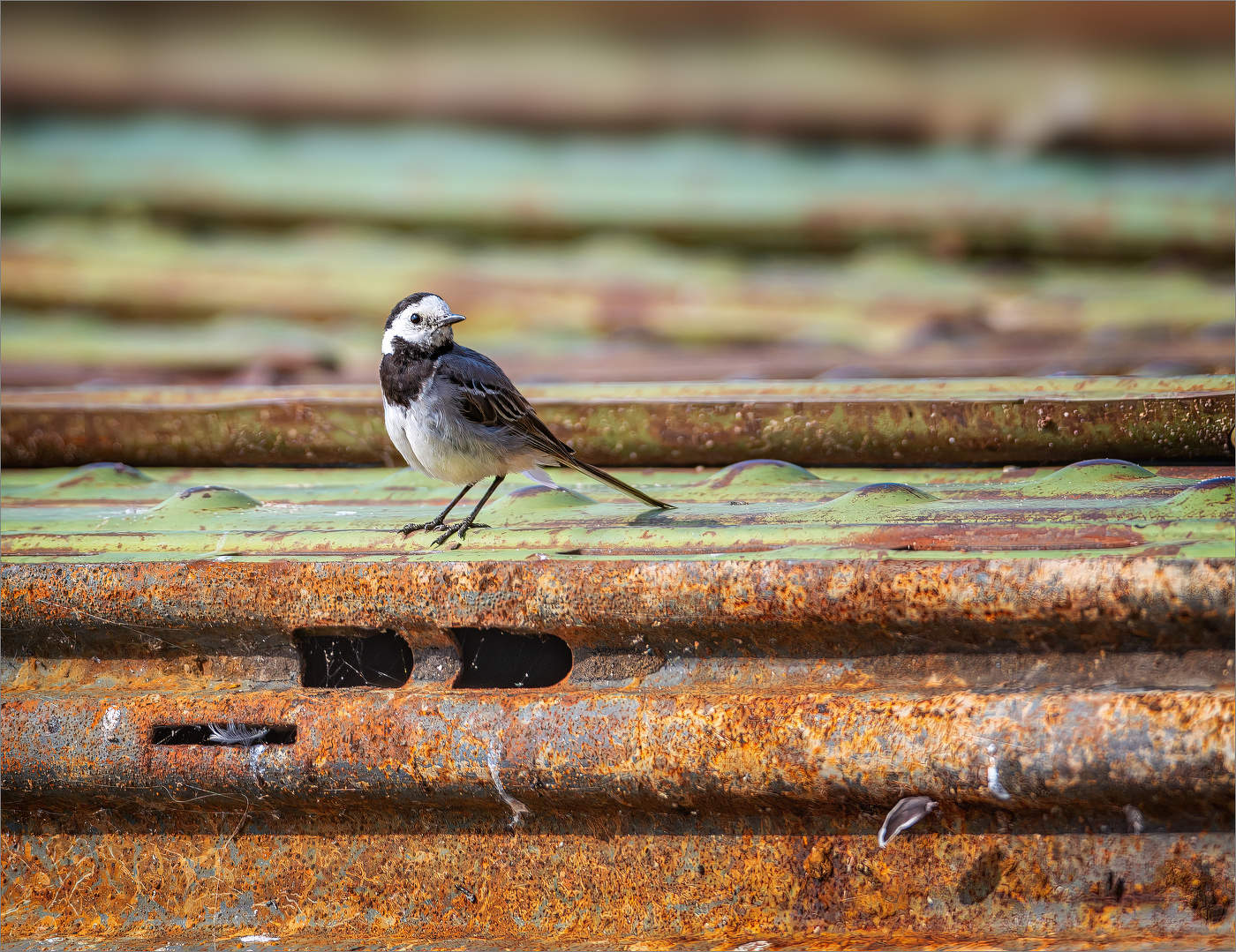 Птичка-невеличка