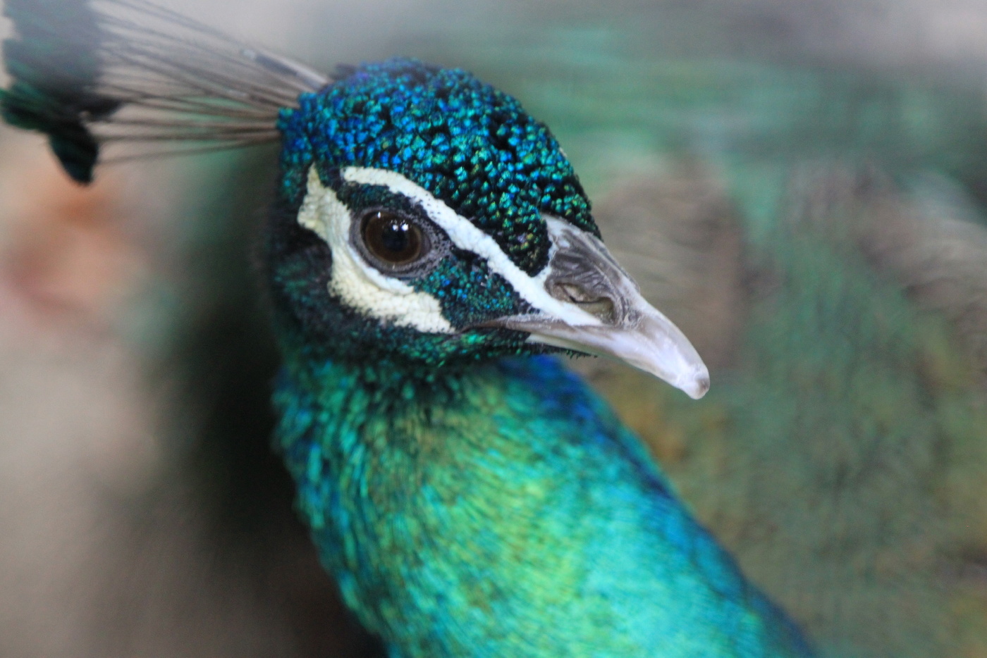 Портрет для павы