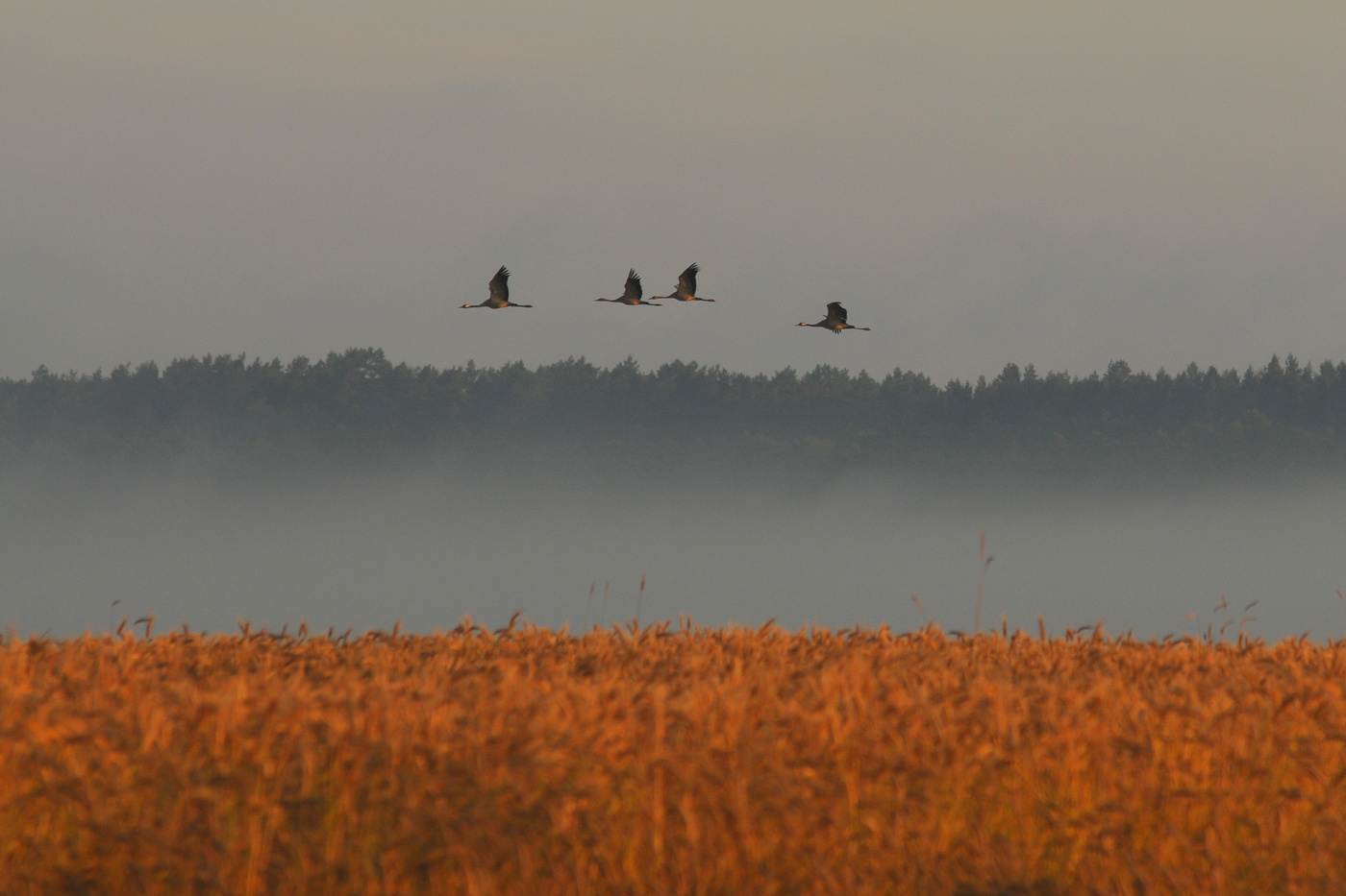 Журавли на Полесье летят...