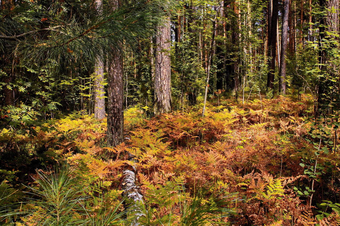 *Солнечным днём.**