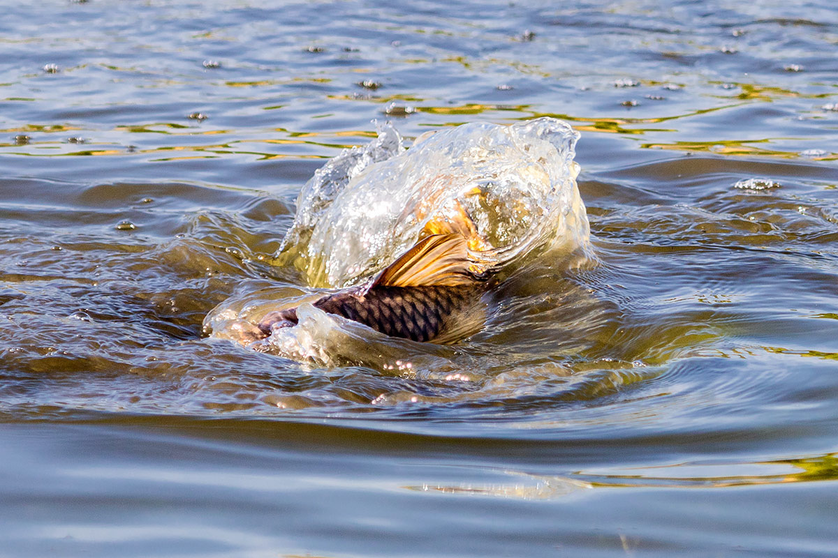 Сазан нерестится