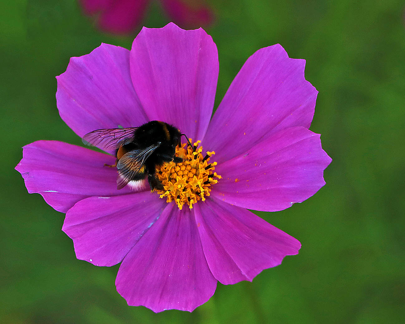 На космейке