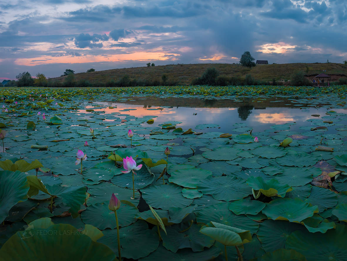 Белгородские лотосы