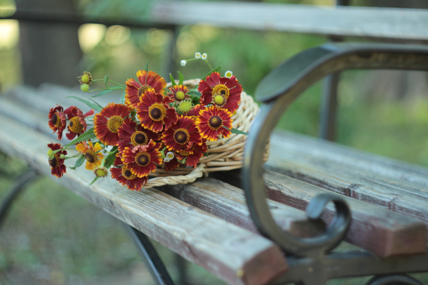 Г е л е н и у м