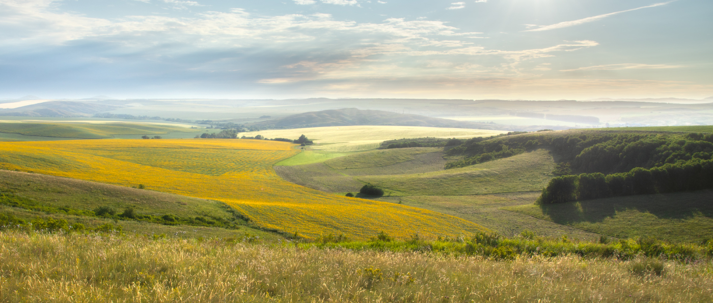 Летнее утро