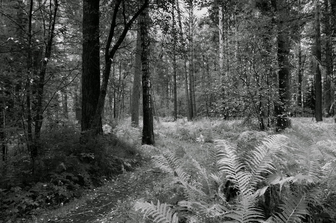 **Лесная тропинка.*