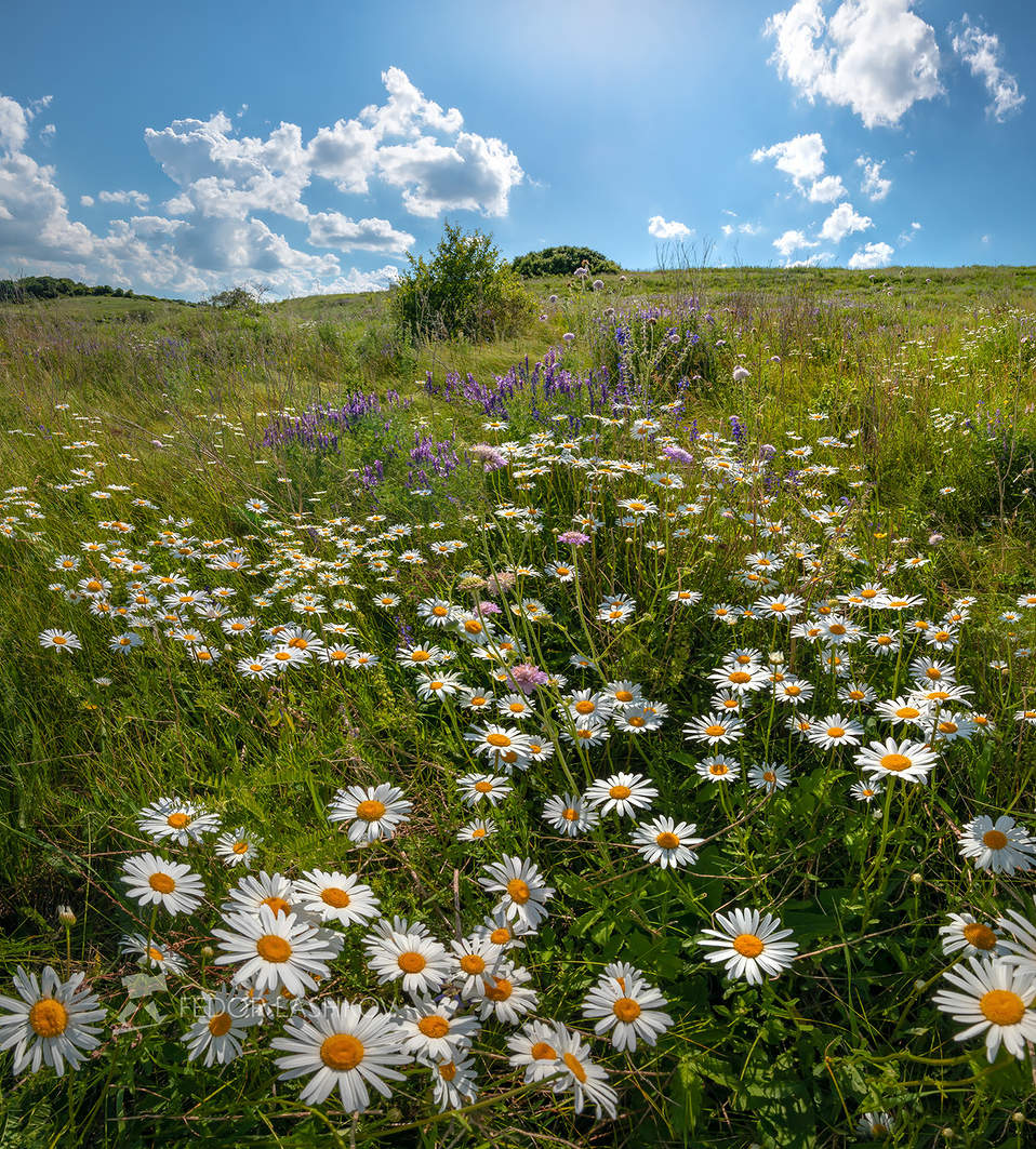 Цветущий луг заповедника