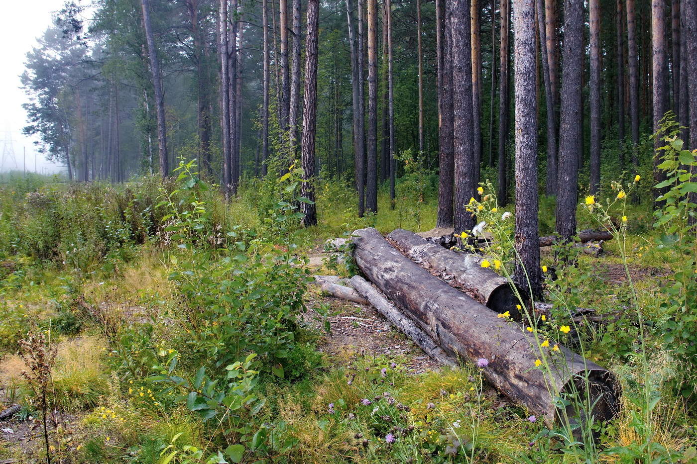 **На лесной опушке.*