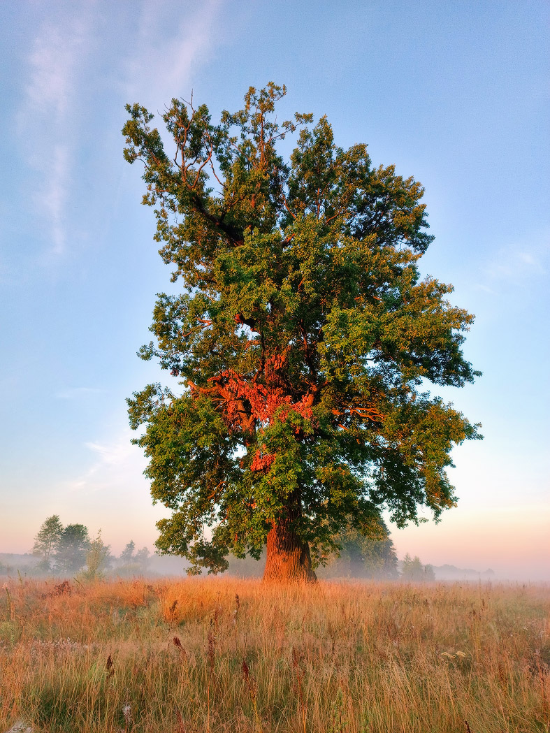 Великан. Утро августа
