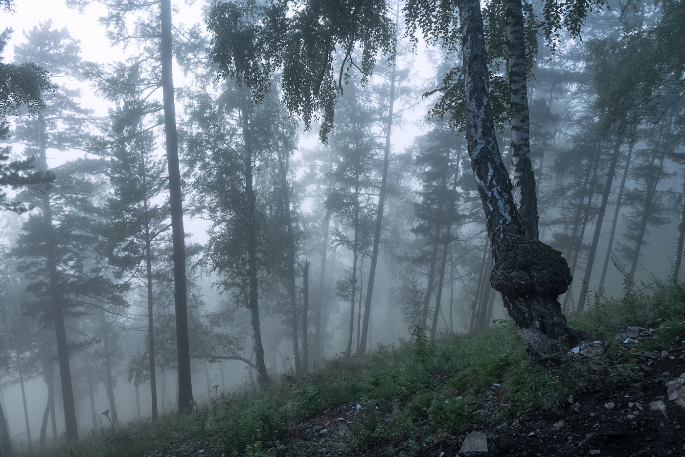 По густому туману на Манской петле