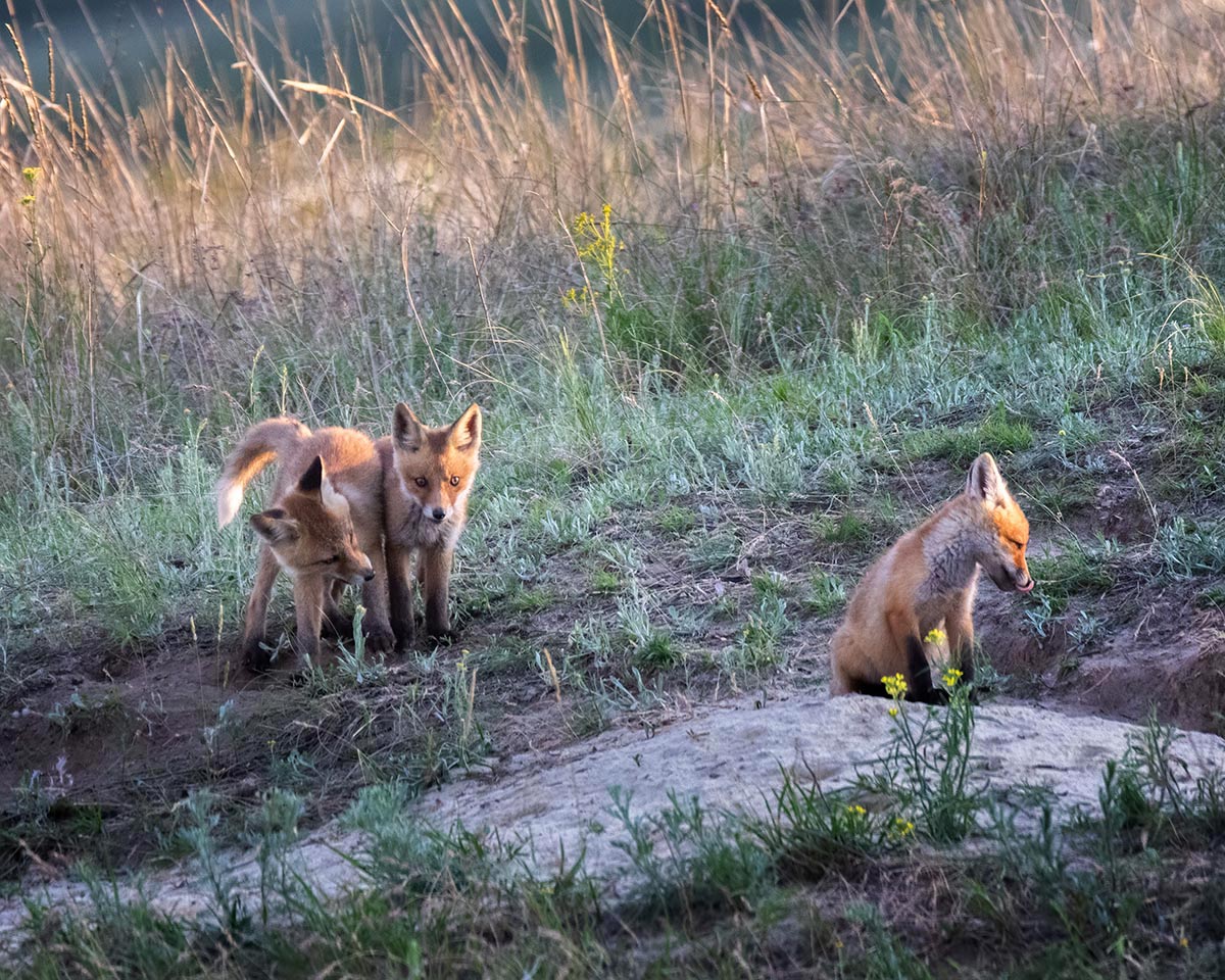 Третий лишний