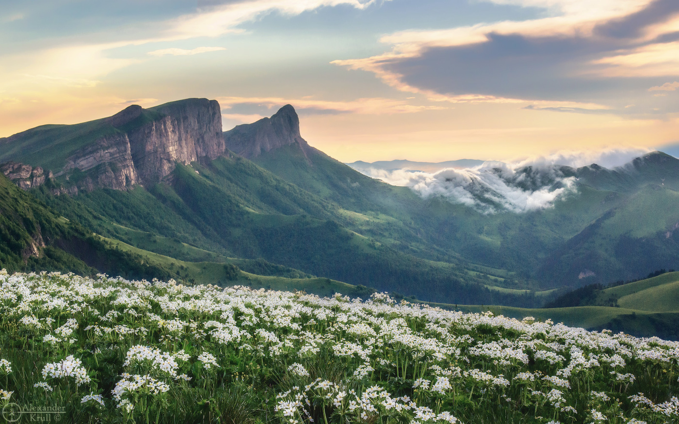 Анемоновый вечер