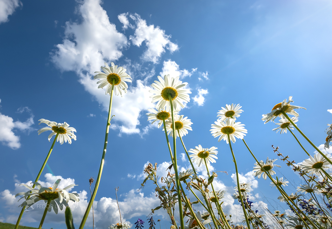 На фоне синевы