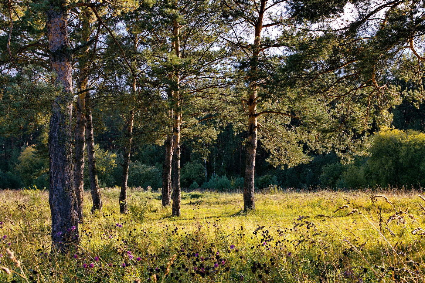 *Вечерние сосны.**