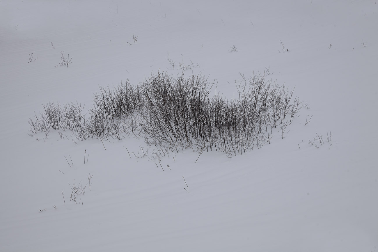 Зимняя вишня